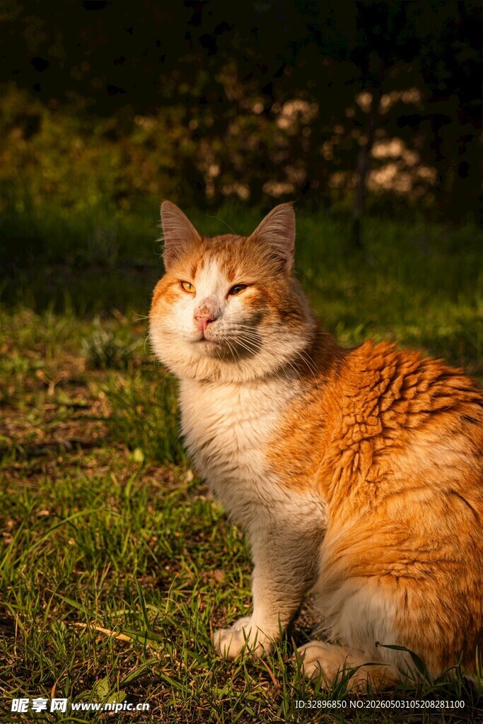 草地上的橙白相间猫咪