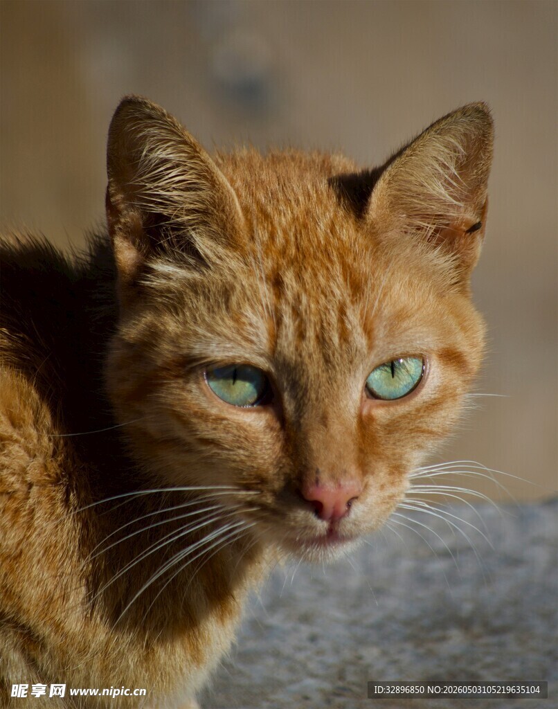 绿眼橘猫特写