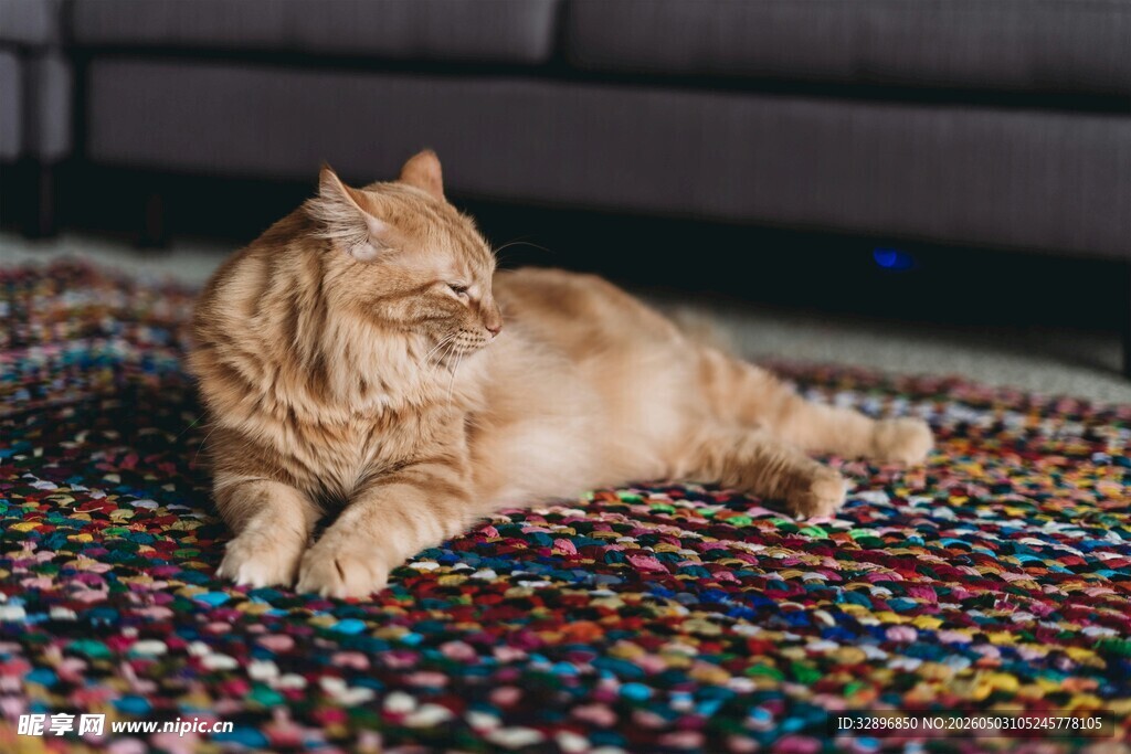 慵懒猫咪趴彩色地毯上