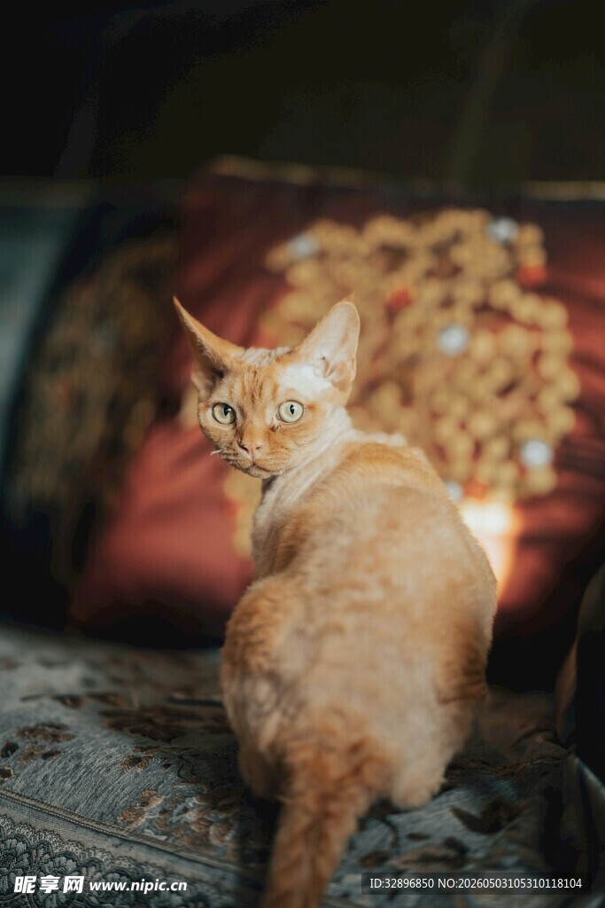 橘猫回首慵懒惬意瞬间