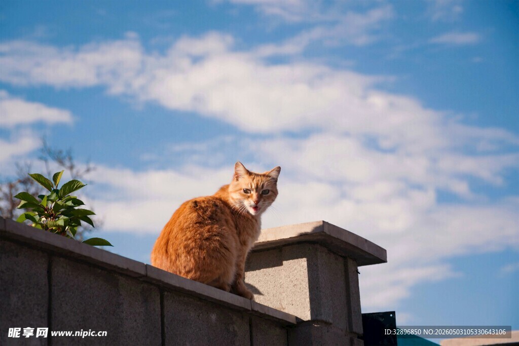 屋顶上的橘猫