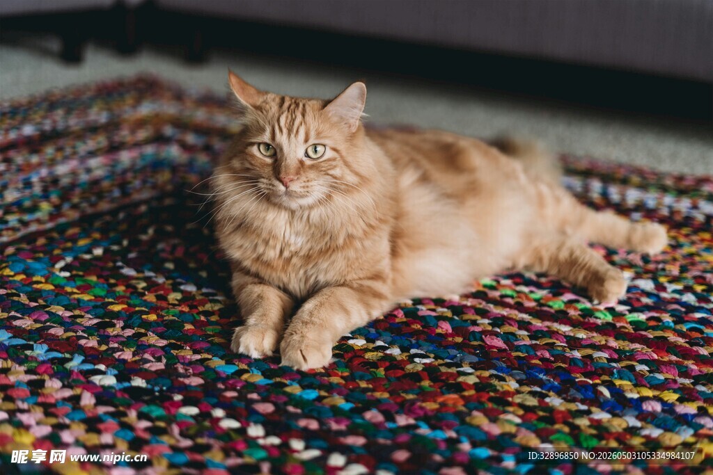 橘猫趴彩色毛毯惬意模样