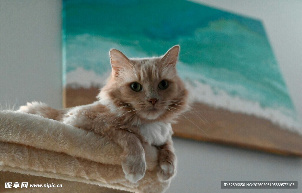 慵懒猫咪惬意趴卧