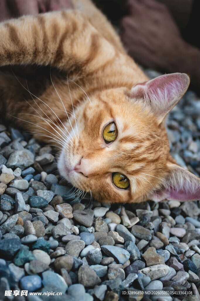 躺卧碎石上的可爱橘猫