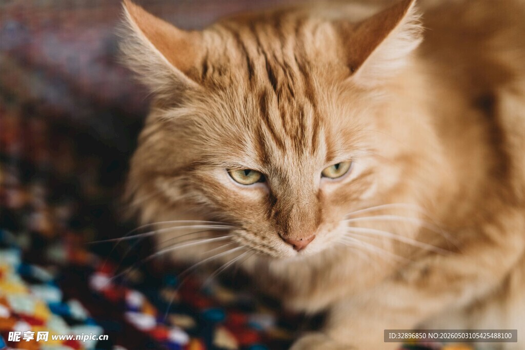 长毛橘猫专注凝视瞬间