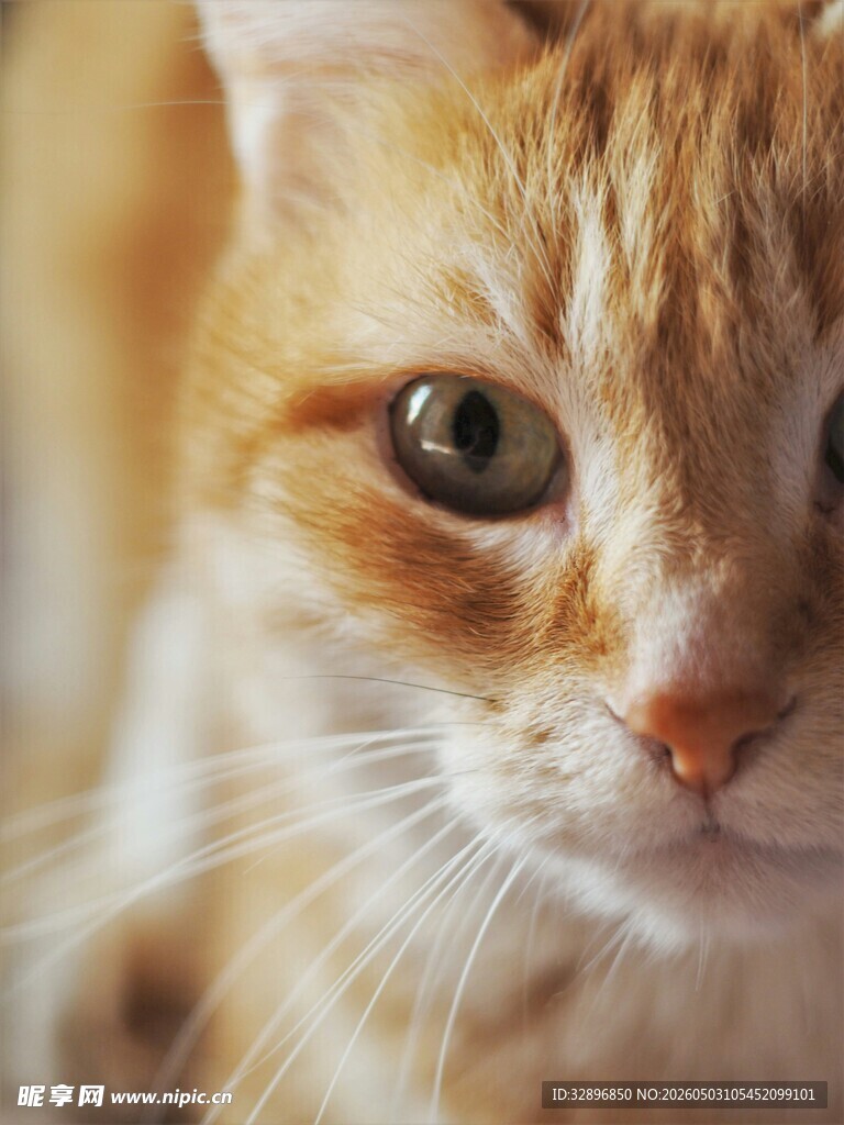 可爱橘猫近景特写