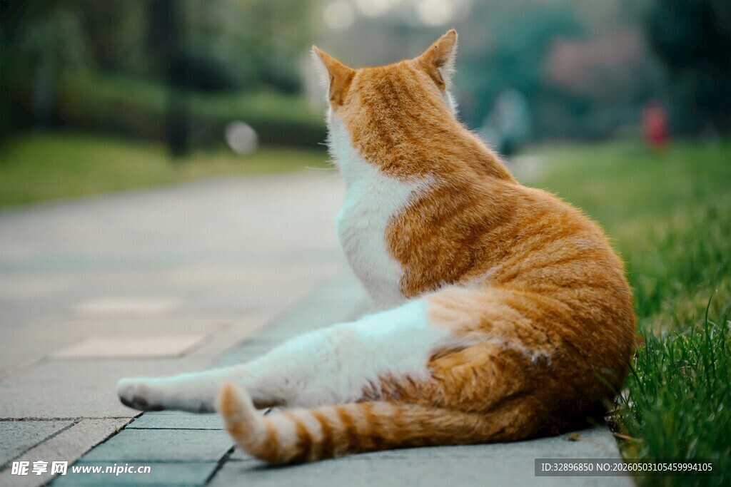 橘猫坐地望远方