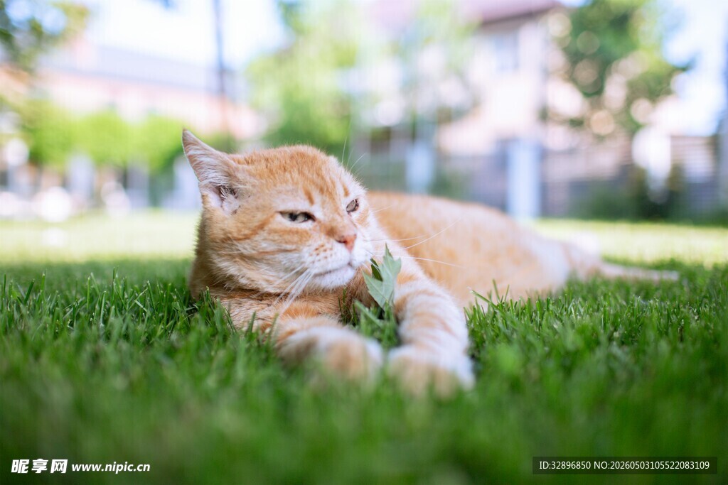草地上悠闲的橘猫