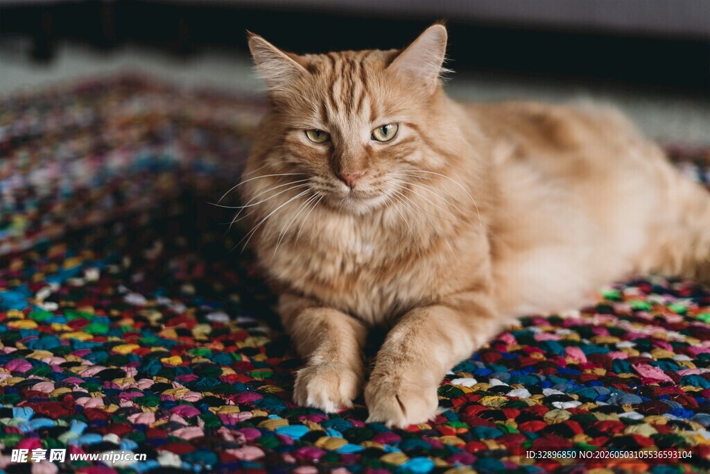 橘猫趴彩色毯子上
