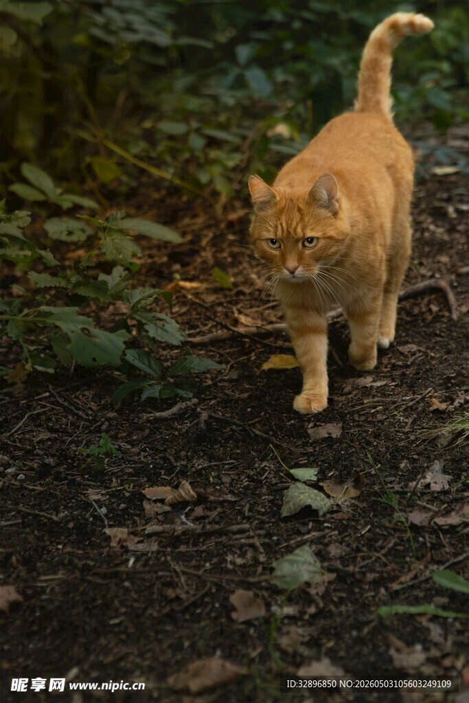 漫步林间的橘猫