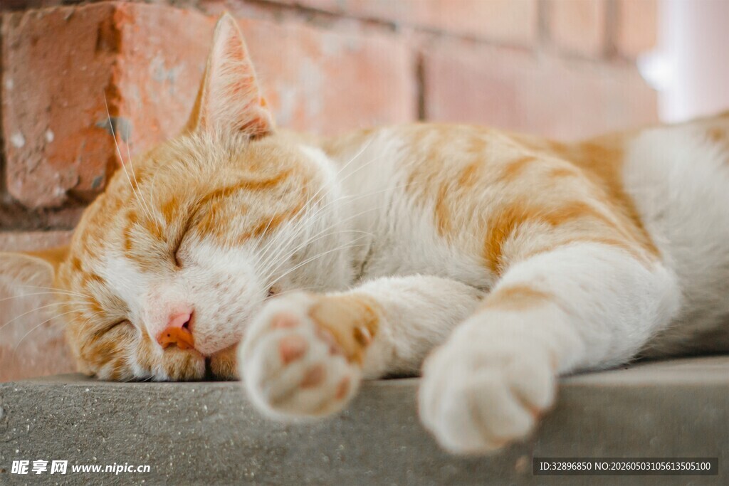 橘猫惬意趴卧睡在石台上