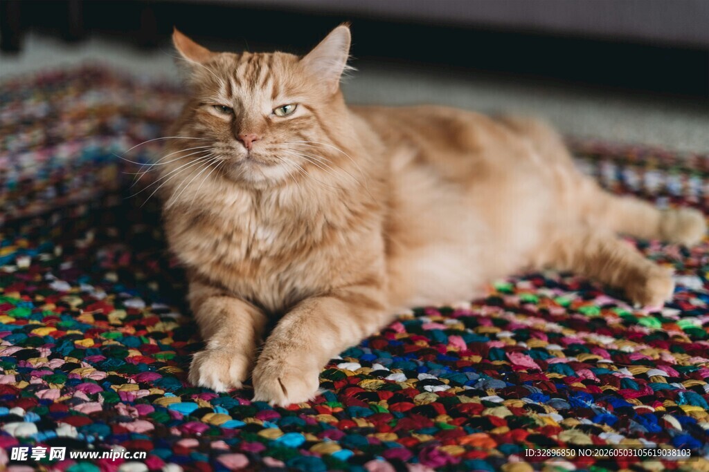 橘猫惬意躺卧彩色垫子上