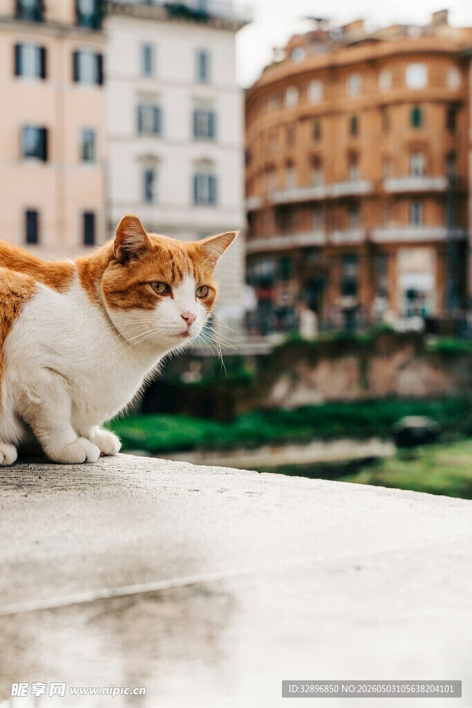 罗马街头的可爱猫咪