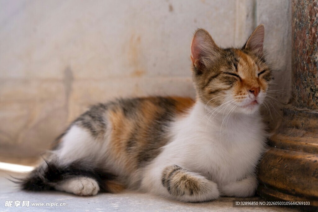 三色花猫慵懒趴地