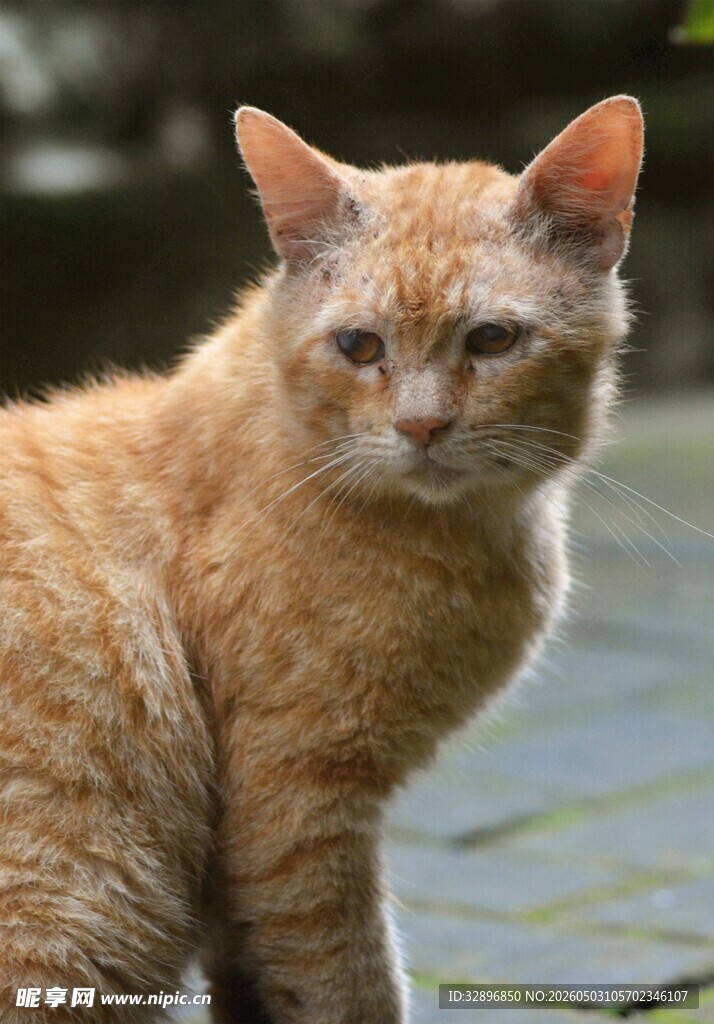 橘猫户外安静蹲坐