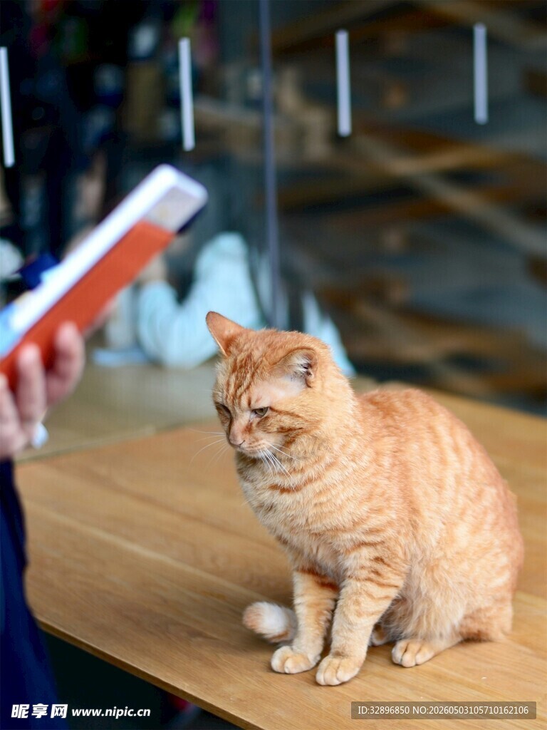 橘猫端坐人与书相伴