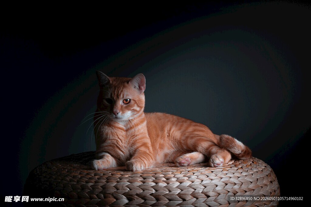 橘猫惬意趴窝