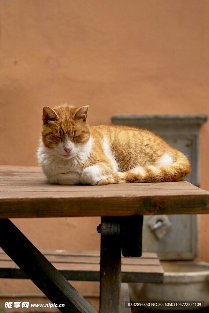 慵懒猫咪趴坐木桌
