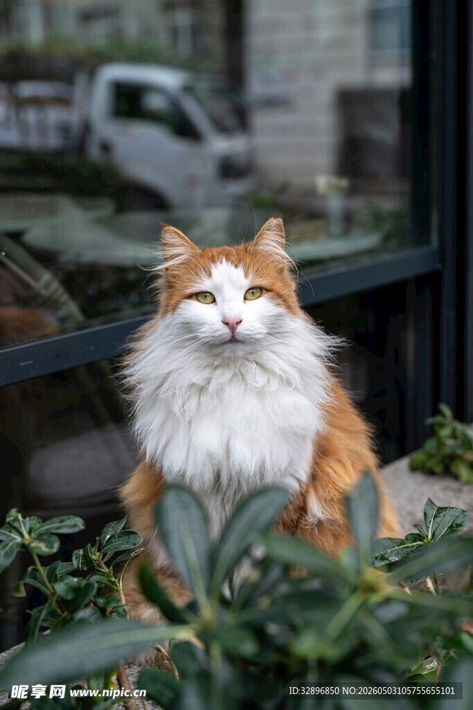 窗边长毛猫惬意模样