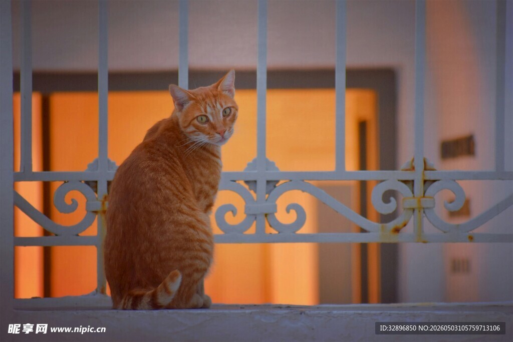 橘猫独坐铁艺栏杆处