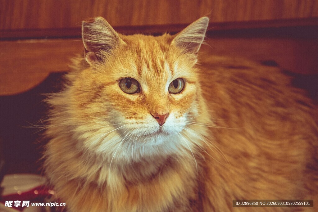 长毛橘猫的可爱瞬间