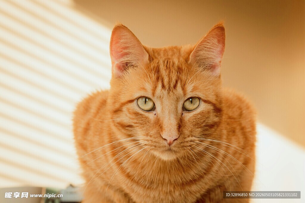 橘色猫咪直视镜头