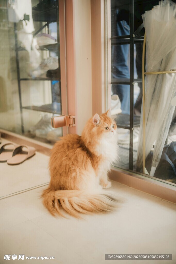 窗边橘猫悠然独处