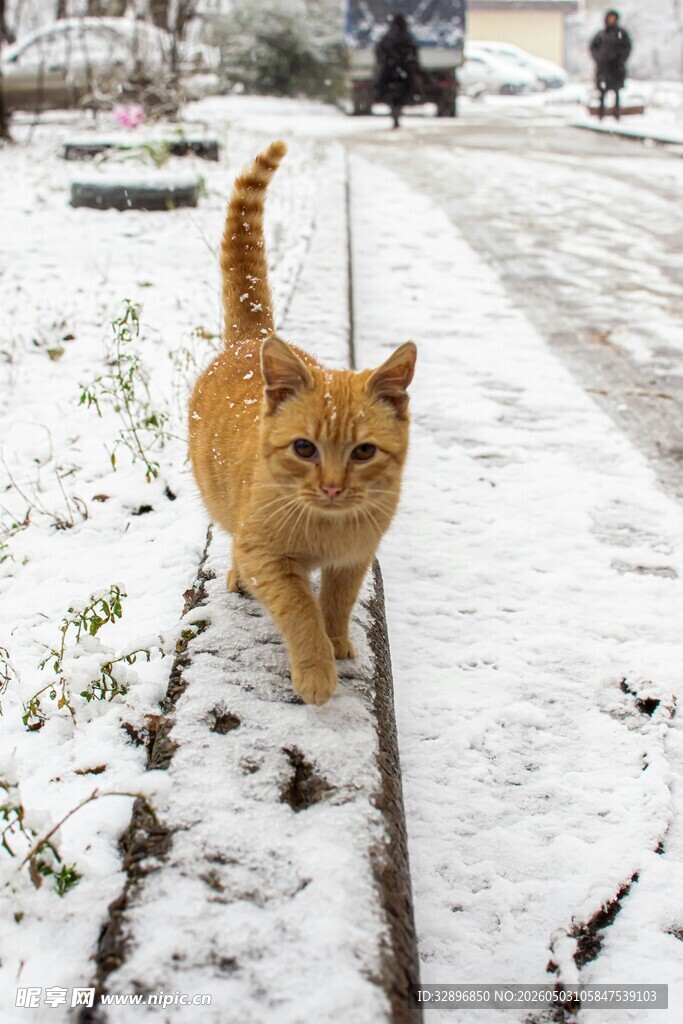 雪地漫步的橘猫