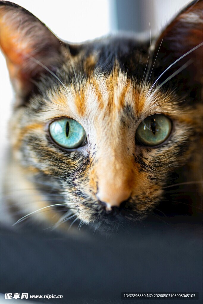 三色猫特写