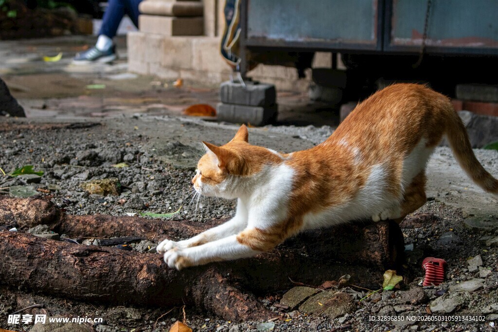 橘猫奋力抓树枝
