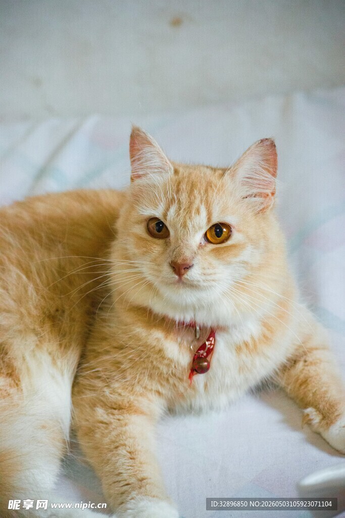 橘猫趴卧乖巧模样