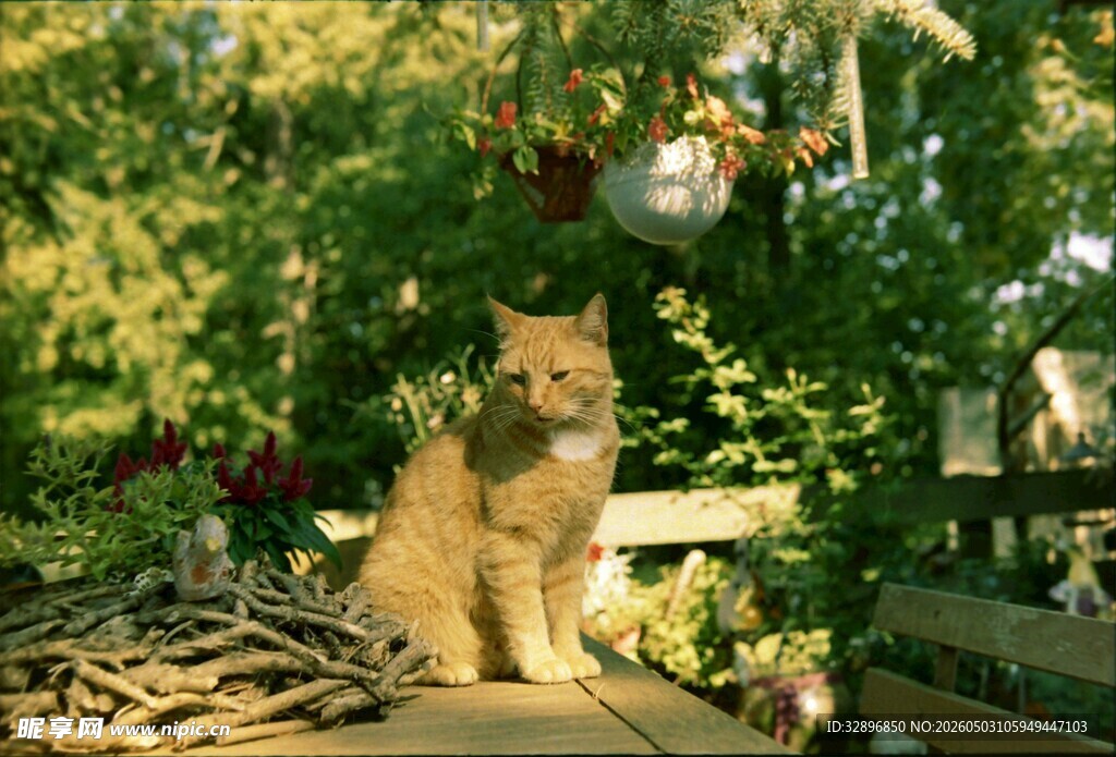 阳光下木台上的悠闲猫咪