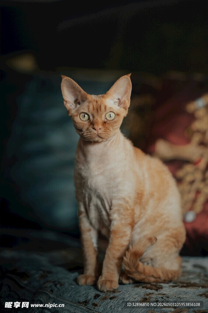橘色猫咪端坐