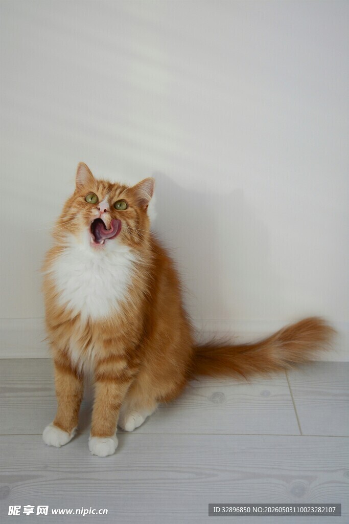橘猫张嘴表情可爱瞬间