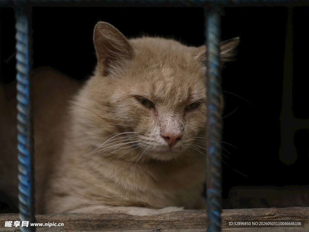 笼中困倦的橘猫