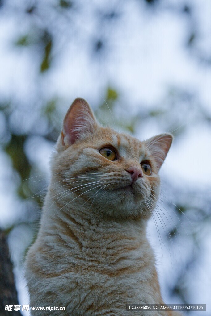 仰头凝望的可爱猫咪