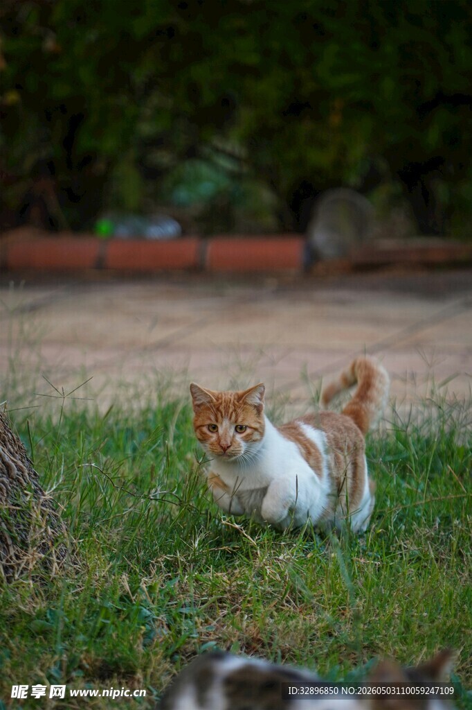 草地上的可爱猫咪