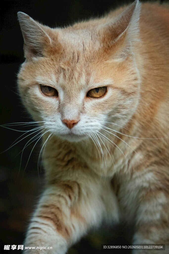 橘猫迈步瞬间