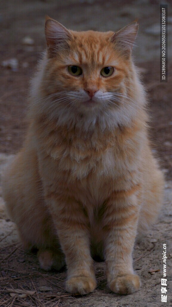 橘色长毛猫安静蹲坐