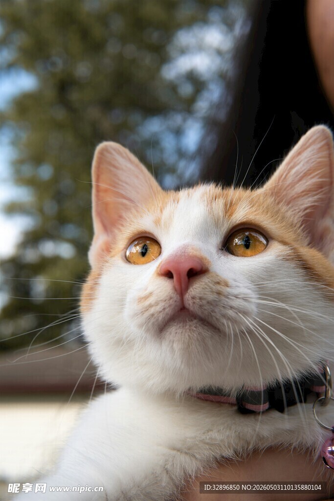 可爱猫咪仰头望