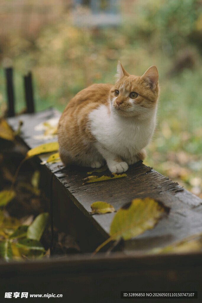 秋日木台上的可爱猫咪