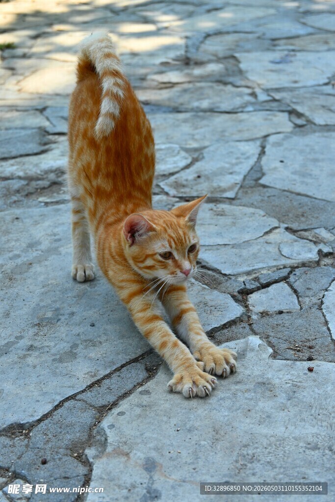 伸懒腰的橘猫