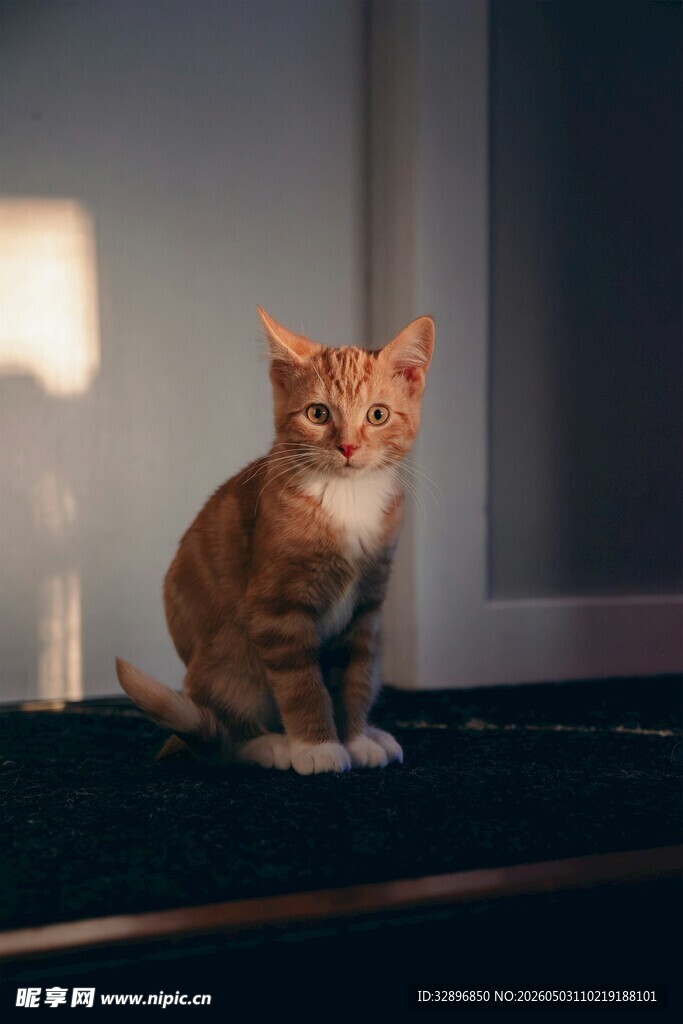 橘猫端坐台灯旁