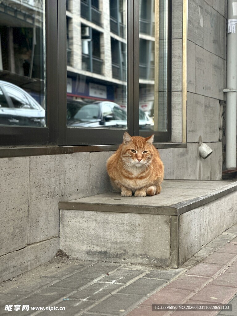 台阶上的可爱橘猫