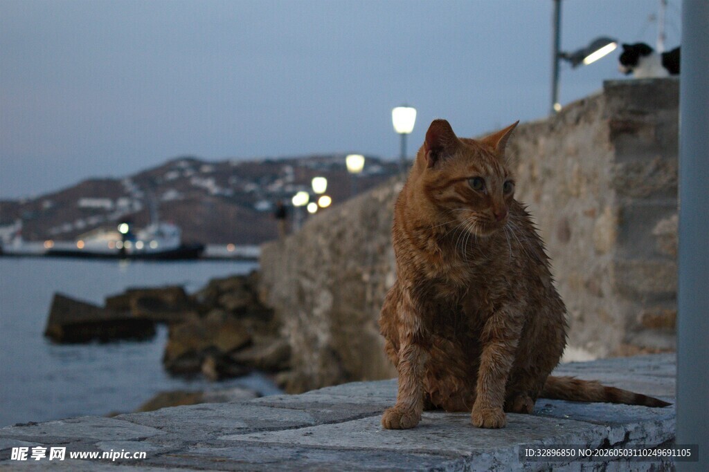 黄昏下海边的孤独猫咪