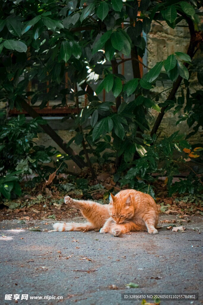 路边嬉戏的橘色猫咪