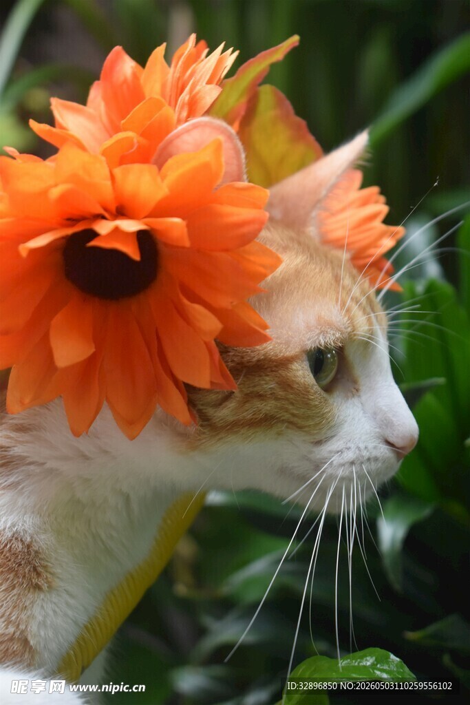 戴橙花的猫咪