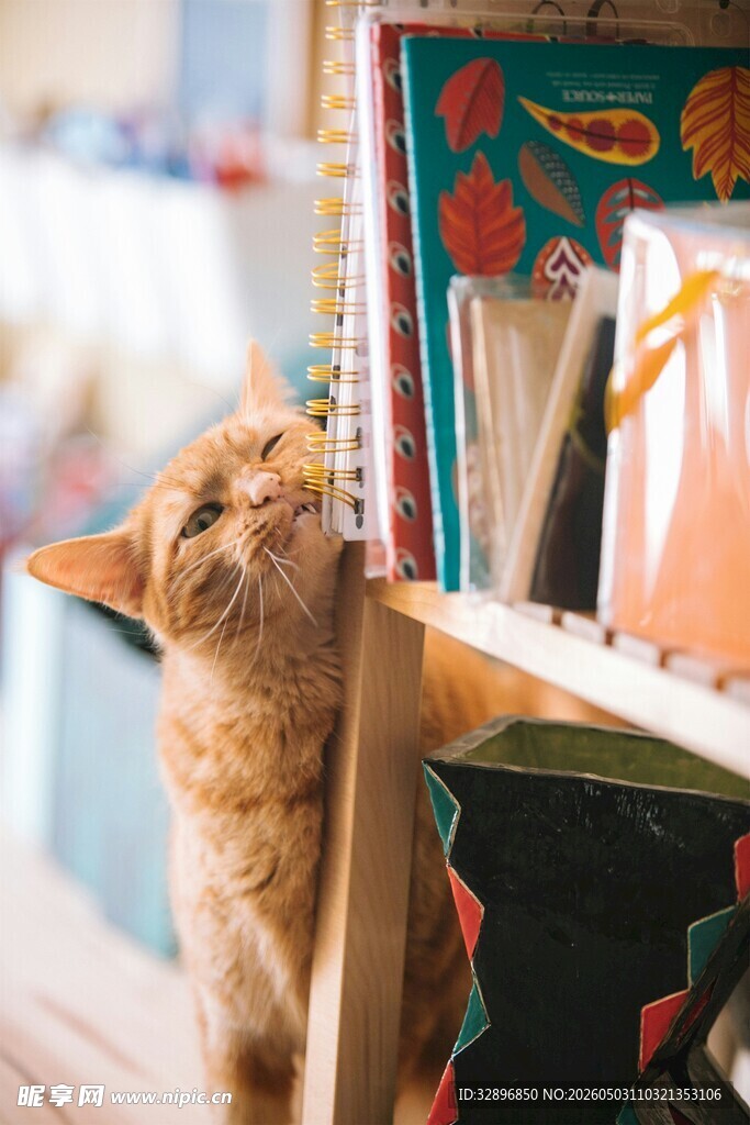 橘猫好奇探身书架