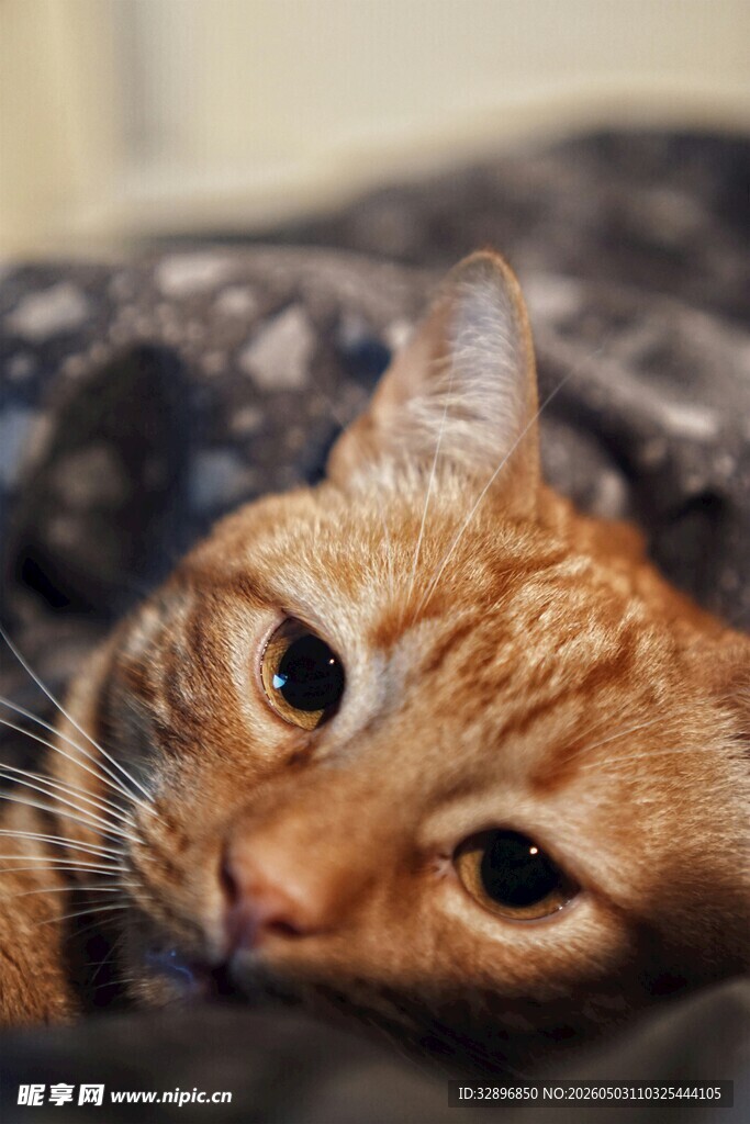 慵懒橘猫惬意趴卧