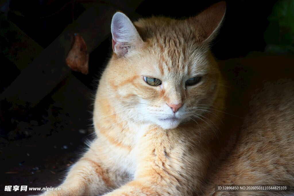 橘猫趴卧休憩